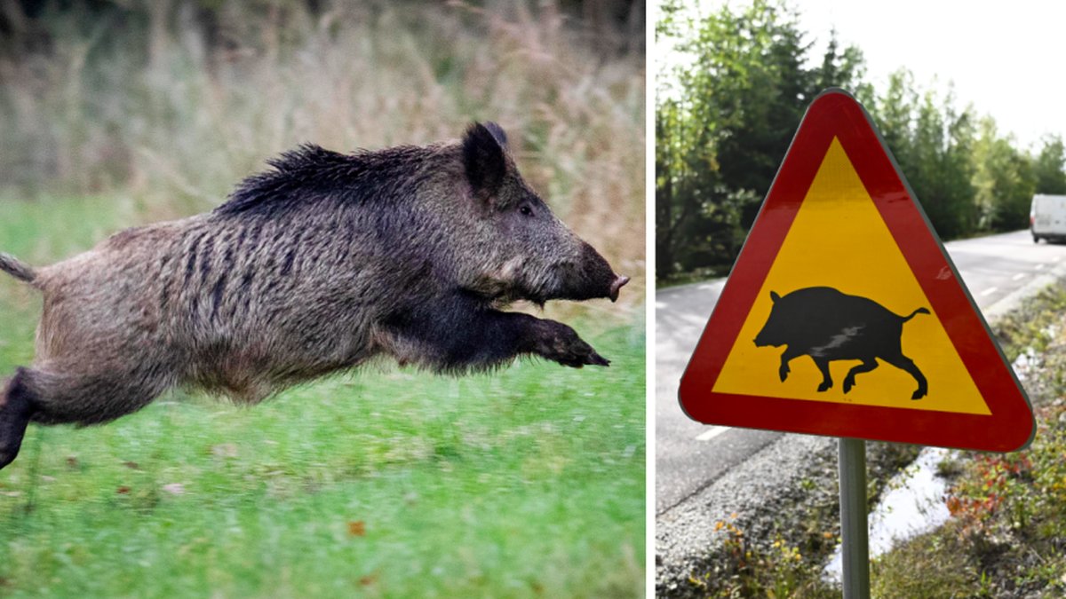 Den afrikanska svinpesten har spridit sig i Sverige, men inte i Danmark. 